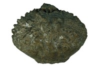 Tassadia carniolica